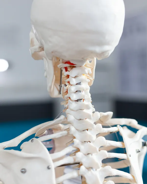 Modelo anatômico da coluna vertebral